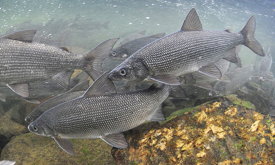 Зимняя рыбалка на Алтае